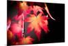 Fire Leaves-Philippe Sainte-Laudy-Mounted Photographic Print