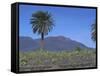 Fire Mountain, Lanzarote, Canary Islands, Atlantic, Spain, Europe-John Miller-Framed Stretched Canvas