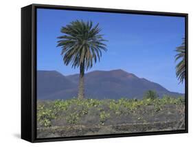 Fire Mountain, Lanzarote, Canary Islands, Atlantic, Spain, Europe-John Miller-Framed Stretched Canvas