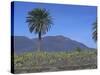 Fire Mountain, Lanzarote, Canary Islands, Atlantic, Spain, Europe-John Miller-Stretched Canvas