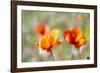 Fire Poppy Flowers, Palouse Country, Washington, USA-Terry Eggers-Framed Photographic Print