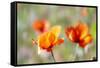 Fire Poppy Flowers, Palouse Country, Washington, USA-Terry Eggers-Framed Stretched Canvas