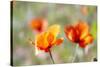 Fire Poppy Flowers, Palouse Country, Washington, USA-Terry Eggers-Stretched Canvas
