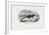 Fire Salamander, 1863-79-Raimundo Petraroja-Framed Giclee Print