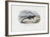 Fire Salamander, 1863-79-Raimundo Petraroja-Framed Giclee Print