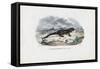 Fire Salamander, 1863-79-Raimundo Petraroja-Framed Stretched Canvas