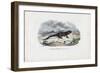 Fire Salamander, 1863-79-Raimundo Petraroja-Framed Giclee Print