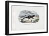 Fire Salamander, 1863-79-Raimundo Petraroja-Framed Giclee Print