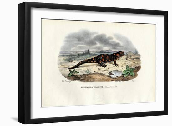 Fire Salamander, 1863-79-Raimundo Petraroja-Framed Giclee Print