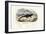 Fire Salamander, 1863-79-Raimundo Petraroja-Framed Giclee Print