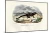 Fire Salamander, 1863-79-Raimundo Petraroja-Mounted Giclee Print