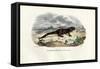 Fire Salamander, 1863-79-Raimundo Petraroja-Framed Stretched Canvas