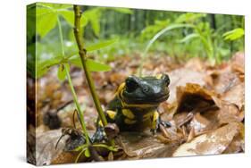 Fire Salamander (Salamandra Salamandra) Portrait, Male Morske Oko Reserve, Slovakia, Europe, June-Wothe-Stretched Canvas