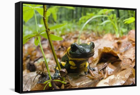 Fire Salamander (Salamandra Salamandra) Portrait, Male Morske Oko Reserve, Slovakia, Europe, June-Wothe-Framed Stretched Canvas