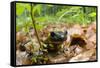 Fire Salamander (Salamandra Salamandra) Portrait, Male Morske Oko Reserve, Slovakia, Europe, June-Wothe-Framed Stretched Canvas