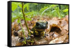 Fire Salamander (Salamandra Salamandra) Portrait, Male Morske Oko Reserve, Slovakia, Europe, June-Wothe-Framed Stretched Canvas