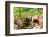 Fire Salamander (Salamandra Salamandra) Portrait, Male Morske Oko Reserve, Slovakia, Europe, June-Wothe-Framed Photographic Print