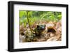 Fire Salamander (Salamandra Salamandra) Portrait, Male Morske Oko Reserve, Slovakia, Europe, June-Wothe-Framed Photographic Print