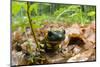 Fire Salamander (Salamandra Salamandra) Portrait, Male Morske Oko Reserve, Slovakia, Europe, June-Wothe-Mounted Photographic Print