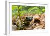 Fire Salamander (Salamandra Salamandra) Portrait, Male Morske Oko Reserve, Slovakia, Europe, June-Wothe-Framed Photographic Print