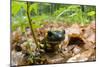 Fire Salamander (Salamandra Salamandra) Portrait, Male Morske Oko Reserve, Slovakia, Europe, June-Wothe-Mounted Photographic Print