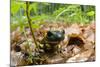 Fire Salamander (Salamandra Salamandra) Portrait, Male Morske Oko Reserve, Slovakia, Europe, June-Wothe-Mounted Photographic Print