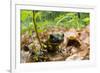 Fire Salamander (Salamandra Salamandra) Portrait, Male Morske Oko Reserve, Slovakia, Europe, June-Wothe-Framed Photographic Print