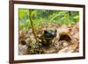 Fire Salamander (Salamandra Salamandra) Portrait, Male Morske Oko Reserve, Slovakia, Europe, June-Wothe-Framed Photographic Print