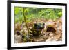 Fire Salamander (Salamandra Salamandra) Portrait, Male Morske Oko Reserve, Slovakia, Europe, June-Wothe-Framed Photographic Print