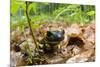 Fire Salamander (Salamandra Salamandra) Portrait, Male Morske Oko Reserve, Slovakia, Europe, June-Wothe-Mounted Photographic Print