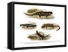 Fire Salamander-null-Framed Stretched Canvas