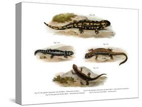 Fire Salamander-null-Stretched Canvas