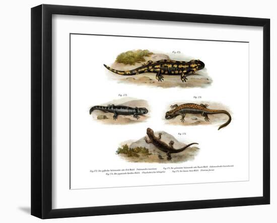 Fire Salamander-null-Framed Giclee Print