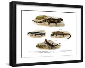 Fire Salamander-null-Framed Giclee Print
