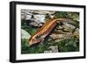 Fire Skink (Riopa Fernandi), Scincidae-null-Framed Giclee Print