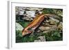 Fire Skink (Riopa Fernandi), Scincidae-null-Framed Giclee Print