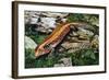 Fire Skink (Riopa Fernandi), Scincidae-null-Framed Giclee Print