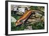 Fire Skink (Riopa Fernandi), Scincidae-null-Framed Giclee Print