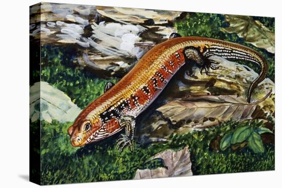 Fire Skink (Riopa Fernandi), Scincidae-null-Stretched Canvas