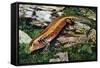 Fire Skink (Riopa Fernandi), Scincidae-null-Framed Stretched Canvas