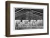 Fire Sprinklers, 19th Century-Science Photo Library-Framed Photographic Print