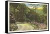 Fire Trail in Great Smoky Mountains-null-Framed Stretched Canvas