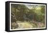 Fire Trail in Great Smoky Mountains-null-Framed Stretched Canvas