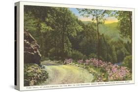 Fire Trail in Great Smoky Mountains-null-Stretched Canvas