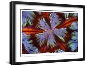 Fire Urchin-Jones-Shimlock-Framed Giclee Print