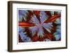 Fire Urchin-Jones-Shimlock-Framed Giclee Print