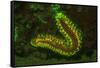 Fire Worm, Night Fluorescing, Bonaire, Caribbean-Stuart Westmorland-Framed Stretched Canvas