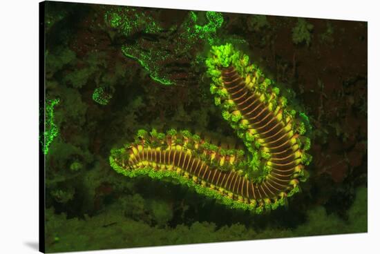 Fire Worm, Night Fluorescing, Bonaire, Caribbean-Stuart Westmorland-Stretched Canvas