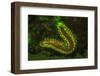 Fire Worm, Night Fluorescing, Bonaire, Caribbean-Stuart Westmorland-Framed Photographic Print