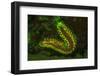 Fire Worm, Night Fluorescing, Bonaire, Caribbean-Stuart Westmorland-Framed Photographic Print